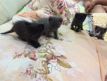 2015-08-28 01.29.25. - ����Σ����.jpg
