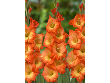 10,19���. ��������� �����(���������� ������ ������ ���������� �� 8 ��.)���16.jpg