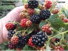 ������� ������ ��������-161