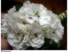 Ice Rose (�.����)