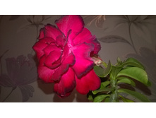 WP 20151018 18 45 28 Pro.jpg