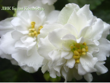 ��� ����� ��������