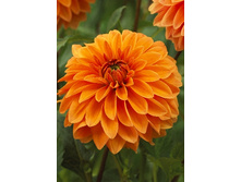 75,6���. �������� ������ �����(�������� ���� �� 1 ��., ����������� ����� 1��.)���15.jpg