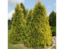 101,2���. ��� Thuja occidentalis Sunkist.jpg