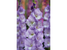 10,19���. ��������� �����(���������� ������ ������ ���������� �� 8 ��.)���16.jpg