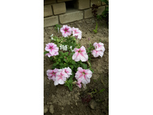 20150703 183736.jpg