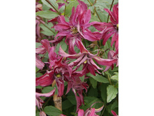 264,15���. �������� �������(�������� ���� �� 2 ��., ����������� ����� 1��.)���16.jpg