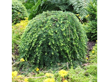 255,2���. ����� Tsuga canadensis Pendula.jpg