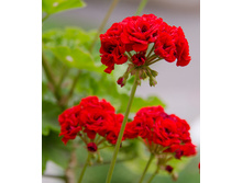 ���������� ����������, �������