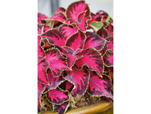 ������ ��������� ���� ����� � �������� 3�� 36.jpg