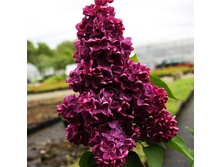 306���. ������ ������������ ���� ����������.jpg