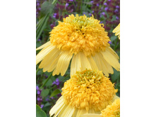 263���. �������� ������ ������(�������� ���� �� 1 ��., ����������� ����� 1��.)���16.jpg