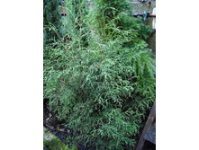 106,7���. ��� Thuja occidentalis Ohlendorffii.jpg
