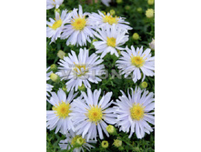 83,8���. ����� ������(�������� ���� �� 1 ��., ����������� ����� 1��.)���16.jpg