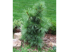95,7���. ����� Pinus wallichiana.jpg