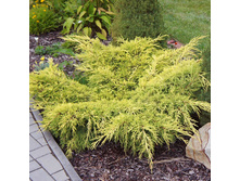 95,7���. ������������ Juniperus media Old Gold.jpg
