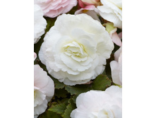 61,23���. ������� ������� �����(�������� ���� �� 4 ��., ����������� ����� 1��.).jpg