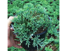 106,7���. ������������ Juniperus horizontalis Wiltonii.jpg