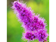 117���. ������ ��������.jpg