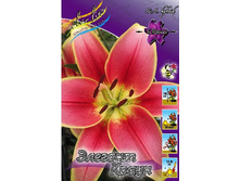 33,08���. ����� ������� �����(�������� ���� �� 5 ��., ����������� ����� 1��.).jpg