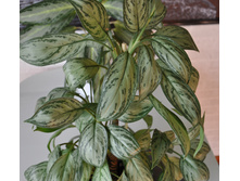 DSC 0121.JPG