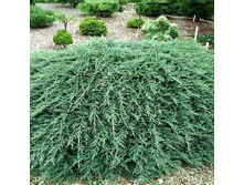 95,7���. ������������ Juniperus horizontalis Glacier.jpg