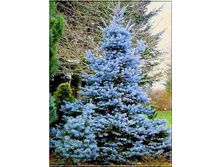 106,7���. ��� Picea pungens Misty Blue.jpg