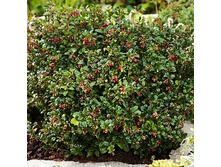 298���. �������� ���� �����.jpg