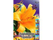 43,44���. ����� ����� ������(�������� ���� �� 5 ��., ����������� ����� 1��.).jpg