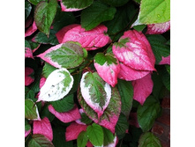 215���. ��������� ��������� ���� (���).jpg