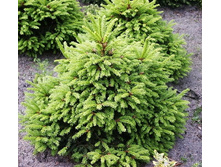 172,7���. ��� Picea abies Ohlendorffii.jpg