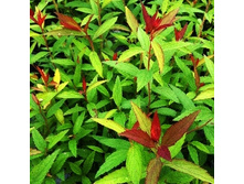 122���. ������ �������� ����� ���.jpg