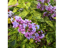 190���. ������ ������������ �����������.jpg