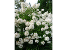 ��������� ��� ����������� �9-137�.jpg