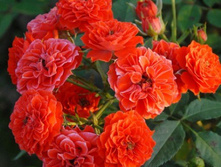 ������� ������ ���������� 220���. (����� �������� ��� 36��.).jpg