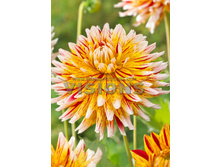 87,5���. �������� �������(�������� ���� �� 1 ��., ����������� ����� 1��.)���16.jpg