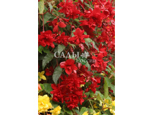 ������� ��������� ������ ԣ���-������� 10�� 17.jpg