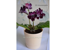 DS ���������