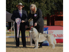 ������� ������-Multi BPIS BPISS BIS BISS CH SA/Russ/Ind FOXFIRE SNAP DRAGON