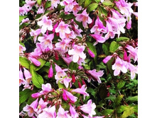 145���. ���������� �������� ���� �����.jpg