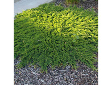 106,7���. ������������ Juniperus horizontalis Prince of Wales.jpg
