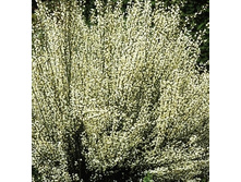 117���. �������� ������.jpg