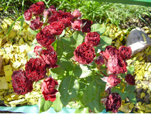 Red Sensation (5).JPG