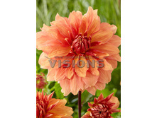 89,4���. �������� ����� �������(�������� ���� �� 1 ��., ����������� ����� 1��.)���16.jpg