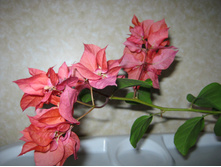 ����������� "Double Red"