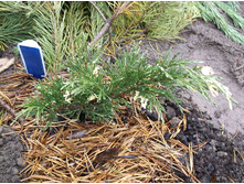 ������������ ������� ���������.jpg