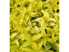 243���. ��������� ��������� ������ ���16.jpg