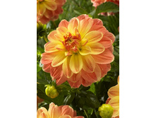 89,4���. �������� ������� ����(�������� ���� �� 1 ��., ����������� ����� 1��.)���15.jpg