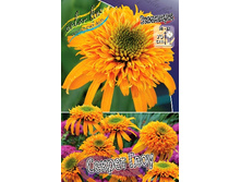 279,5���. �������� ������ ����(�������� ���� �� 1 ��., ����������� ����� 1��.).jpg