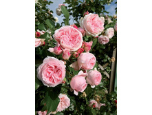 �������� 220���. (����� �������� ��� 20��.).jpg